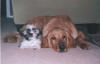 Finn & Ollie, bosom buddies